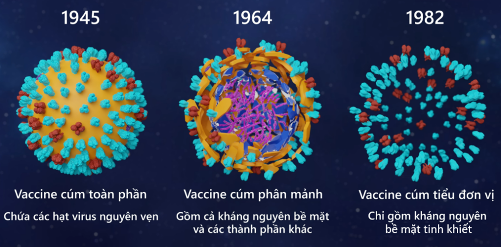 Các loại vaccine theo thời gian. Kháng nguyên bề mặt là đặc điểm giúp nhận dạng virus cúm